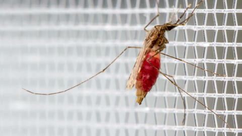 Mosquito in lab setting with a belly visibly full of blood (image by Alex Wild Photography)