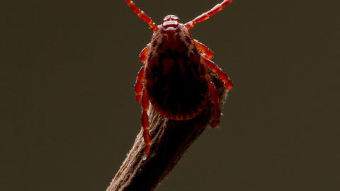 Dermacentor variabilis tick questing (forelegs raised) (image by Alex Wild Photography)