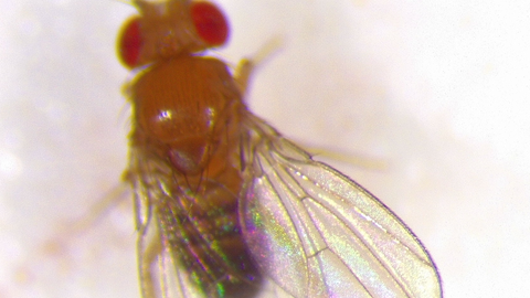 Adult Drosophila fly showing with natural opalescence of wings