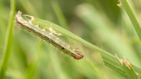 Larval form Spodoptera (fall armyworm) on a blad of grass (photo by Alex Wild Photography)