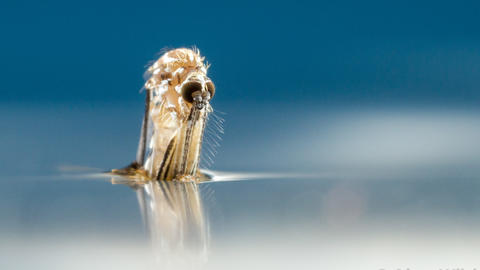 Adult Aedes aegypti mosquito emerging from water (photo by Alex Wild Photography)