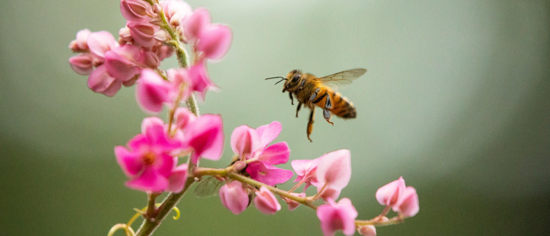 A bee approaching a flower (photo by Alex Wild Photography)